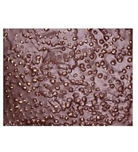 Πλακα με φουντούκι γάλακτος 2 κιλών